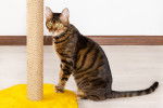 Photo Toyger