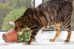 Photo Toyger