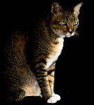 Photo Toyger