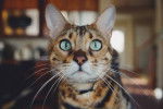 Photo Toyger