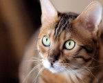Photo Toyger