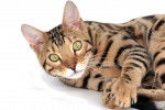 Photo Toyger