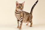 Photo Toyger