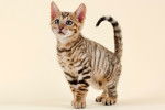 Photo Toyger