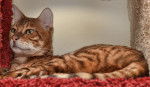 Photo Toyger