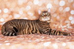 Un chat Toyger allongé sur un fond rose