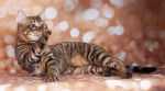Photo Toyger