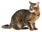 Photo Toyger