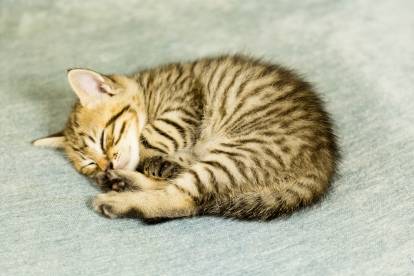 Un chaton Toyger avec un pelage mackerel tabby