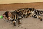 Photo Toyger