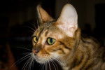 Toyger - Toyger