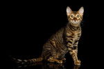 Toyger - Toyger