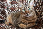 Photo Toyger