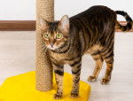 Photo Toyger