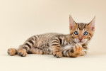 Photo Toyger