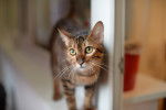 Photo Toyger
