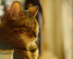 Photo Toyger