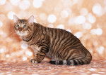 Photo Toyger