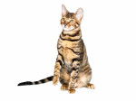 Photo Toyger