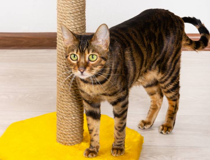 Photo Toyger