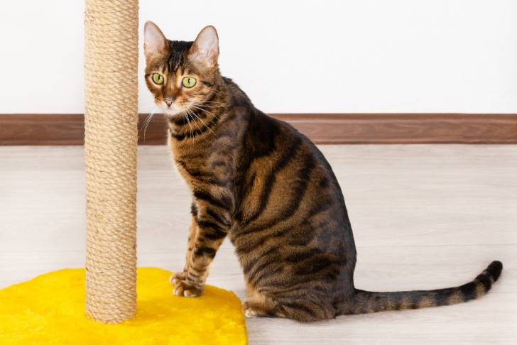 Photo Toyger