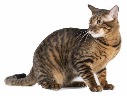 Photo Toyger