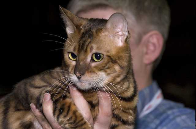 Photo Toyger