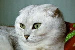 Scottish Fold - Scottish Fold