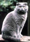 Scottish Fold - Scottish Fold