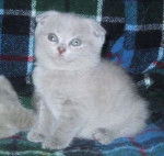 Scottish Fold - Scottish Fold