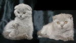 Scottish Fold - Scottish Fold