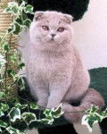 Scottish Fold - Scottish Fold