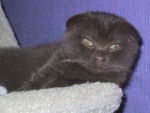 Scottish Fold - Scottish Fold