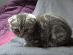 Mizu, scottish foldingue2 - Scottish Fold