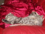 Frida d'Eyota, Scottish Fold Black Silver Mackerel Tabby - Scottish Fold