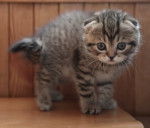 Le Scottish Fold - Scottish Fold