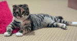 Le Scottish Fold - Scottish Fold