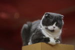 Le Scottish Fold - Scottish Fold