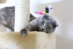Le Scottish Fold - Scottish Fold