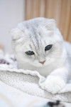 Le Scottish Fold - Scottish Fold