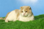 Ursy - Scottish Fold