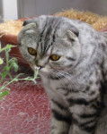 Bleumiam - Scottish Fold