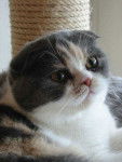 Anais - Scottish Fold