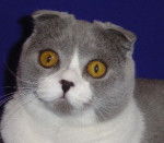 Scottish fold bleue et blanche de un an - Scottish Fold