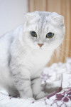 Photo Scottish Fold