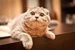 Photo Scottish Fold