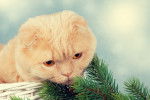 Photo Scottish Fold