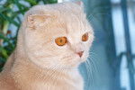 Photo Scottish Fold