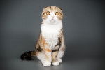 Photo Scottish Fold
