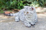 Photo Scottish Fold